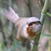 Too rusty for the Rusty-throated Parrotbill